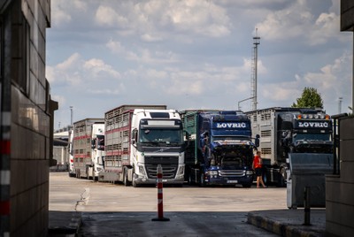 Transporty se zvířaty na hraničním přechodu v Turecku - Nevinné oběti